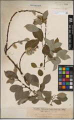 Foto von Salix caprea L.